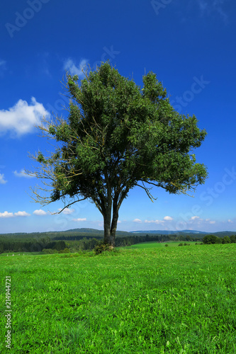 Fotografie, Obraz Gemeine Esche, Gewöhnliche Esche oder Hohe Esche (Fraxinus exce