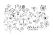 collection of botanical hand drawn doodles. meadow plants and flowers elements. pencil ink sketch of flowers and leaves