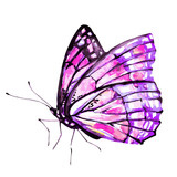 Fototapeta Motyle - beautiful pink butterfly,watercolor,isolated on a white background