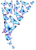 Fototapeta Motyle - blue butterflies design, isolated on a white background