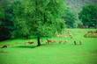 A herd of deer graze on a green lawn in a natural park
