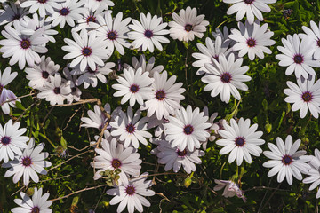 Flower in garden at sunny summer