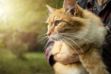 Close-up of Ginger domestic cat with long whiskers in young man arms. Selective focus.