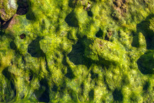 Green Algae On Beach, Closeup View