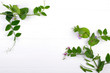 Branches of green pea with purple flower and pods on white background. Copy space