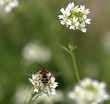 Skrzydlaty owad w paski zapylający siedzi na jasnym kwiatku, tyłem,  z bliska, ma rozłożone delikatne skrzydełka, obok wyraźny biały kwiatek na zielonej łodydze, w tle łąka, rozmyta