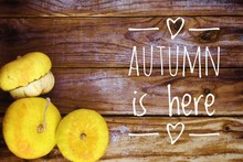 Autumnal Background With Pumpkins On Old Wooden Table With The Text 'autumn Is Here'