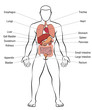 Internal organs, male body - schematic human anatomy illustration - isolated vector on white background.