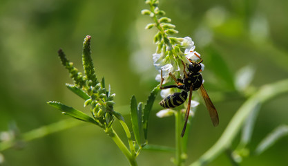 Wasp