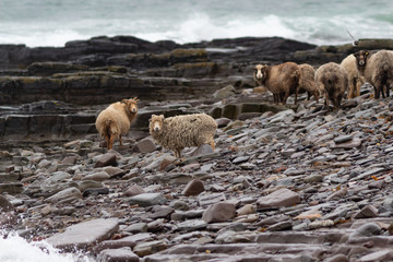 gang of sheep on the beach