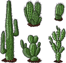A Set Of The Various Drawn Cactuses