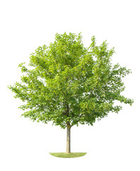 Wall Mural - green young maple tree isolated white background