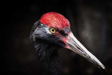 Black-necked crane closeup at Prospect Park Zoo in Brooklyn