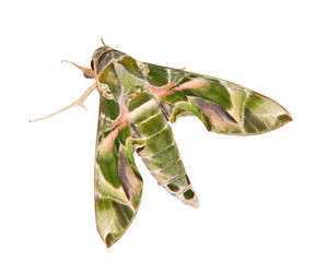 Wall Mural - The green and pink camouflage-colored oleander hawk-moth or army green moth, Daphnis nerii, is isolated on white background. Hawkmoths resemble butterflies but have small very fast-beating wings.