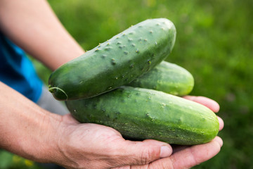 Cucumbers in hands, close-up view.Farmer with fresh cucumbers 