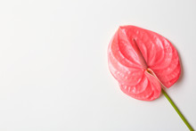 Beautiful Pink Anthurium Flower On White Background. Tropical Plant