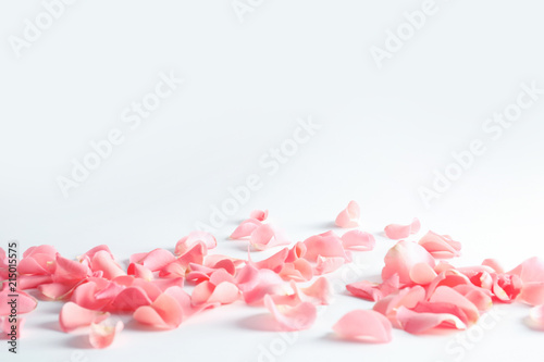 Fotomural Beautiful rose petals scattered on light background