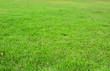 © jukree - Green grass background