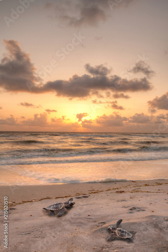 Fotografie, Obraz Golden sunset over hatchling turtles Caretta caretta