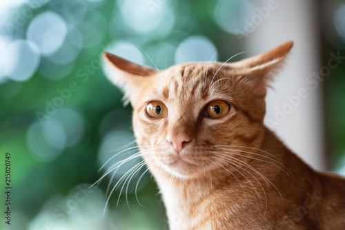 Plakat Portret imbirowy kot patrzeje kamerę, zwierzę domowe w domu