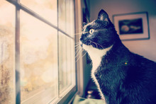 Black And White Tuxedo Cat Looking Through A Dirty Window To The Outside, Lens Flare