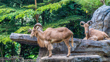 African Mountain Goat In A Wildlife Park