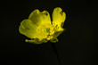 żółty kwiat jaskier na ciemnym tle
