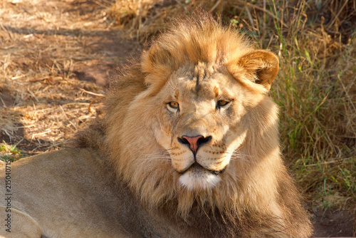Fotografie, Obraz Close up portrait of one young male lion laying in brown grass on a bright sunny hot summer day