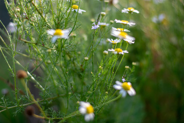 Daisy in the field on the sunny day