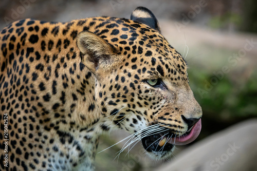 Zdjęcie XXL Lampart cejlonu, Panthera pardus kotiya, Big cętkowany kot