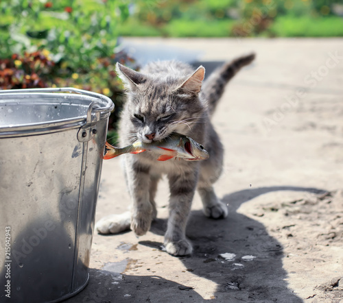 Zdjęcie XXL zręczny pasiasty kotek złowionych ryb w wiadrze na ulicy