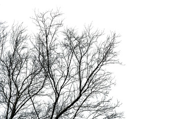 Wall Mural - Silhouette dead tree isolated on white background for  scary, death, and peace concept. Halloween day background. Art and dramatic on black and white scene. Despair and hopeless concept.