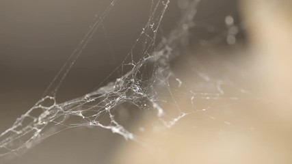 spider net macro