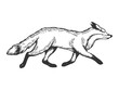 Running fox animal engraving vector illustration
