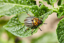 Leptinotarsa Decemlineata. Adult Striped Colorado Beetle Eating Young Green Potato Leaves. Invasion Of Pests On Farmland. Parasites Destroy A Crop In The Field.