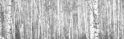 Fototapeta Black and white photo of black and white birches in birch grove with birch bark between other birches
