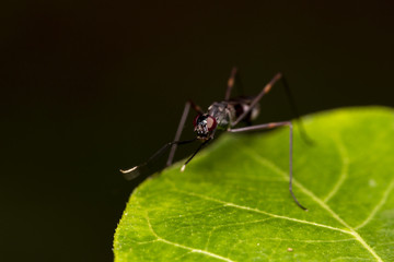 Wall Mural - Image of  golden ants (polyrhachis illaudata) on the green leaf thailand Macro