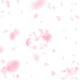 Fototapeta Kwiaty - Sakura petals falling down. Romantic pink flowers explosion. Flying petals on white square backgroun