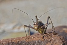 Armoured Ground Cricket, Armoured Bush Cricket, Corn Cricket Or Koringkrieke (Acanthoplus Discoidalis), Namibia, Africa