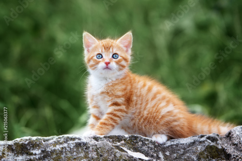 Plakat piękny czerwony pręgowany kotek siedzi na zewnątrz