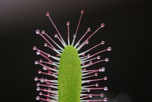 Sticky Hairs Of African Sundew Drosera Capensis Carnivorous Plant In Natural Backlight