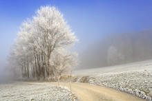 Field Path In A Winterly Landscape With Hoarfrost And Fog, Sense District, Fribourg, Switzerland, Europe