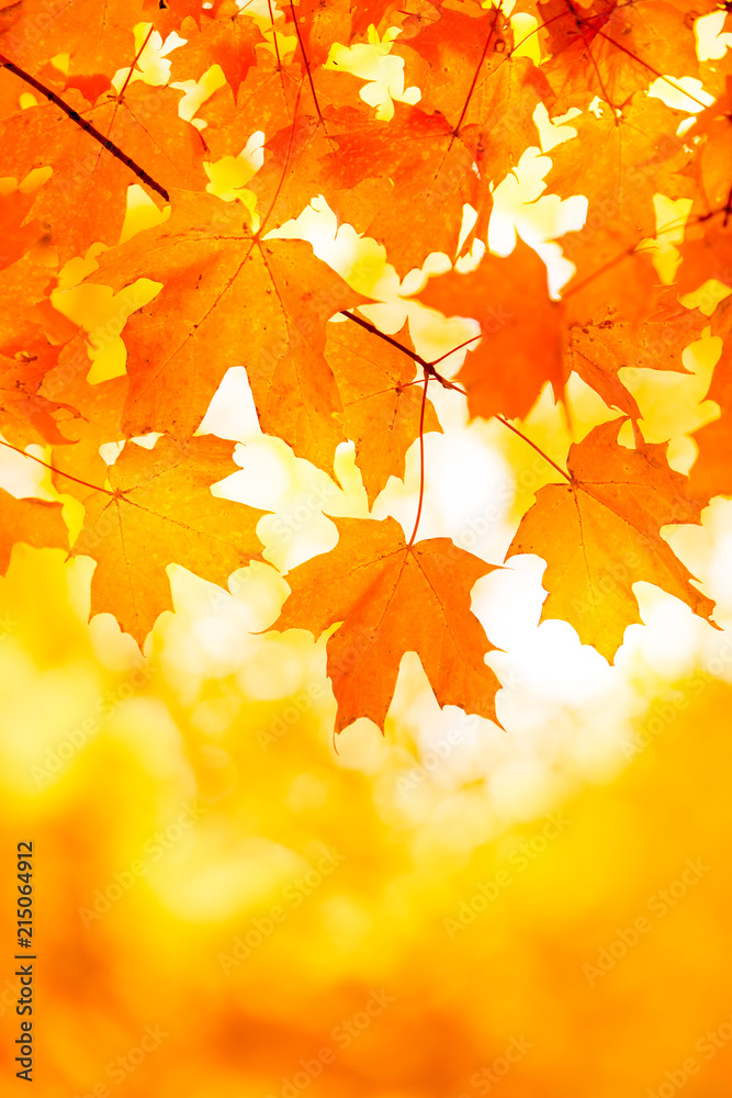 Foto-Schiebegardine ohne Schienensystem - Bright Orange Yellow Maple Leaf Background