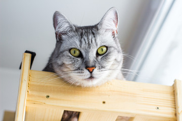 Cute portraitte of Scotland cat lying on wooden rack.