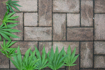 hemp leaves on a structured stone floor