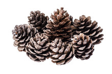 Many Brown Color Natural Dry Pine Cones On White Background