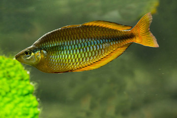 Wall Mural - The Lake Tebera rainbowfish (Melanotaenia herbertaxelrodi) is a species of fish in the Melanotaeniidae family endemic to Papua New Guinea.