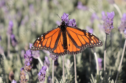 Plakat Pomarańczowy Monarch Butterfly na Lavendar