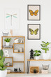 Butterfly and dragonfly posters mock-up on a white wall and wooden shelves with cute plants and decorations in a natural work space interior for a biologist