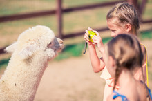 Charming Little Girl Is Playing With Cute Alpaca In The Park